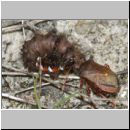 Picromerus bidens - Zweizaehnige Dornwanze attackiert Acronicta rumicis - Ampfereule 01c.jpg